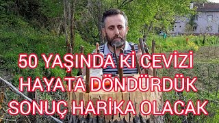 50 yaşında ki cevizi aşıladık ( 4 farklı teknikle)