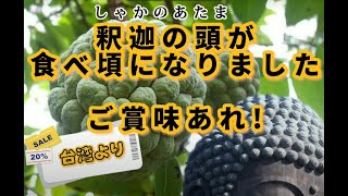 #台湾 産高級フルーツ「釈迦頭」は、日本に浸透するのか？