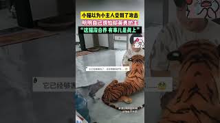 小貓以為小主人受到了攻擊，明明自己很怕卻英勇護主，“這貓沒白養 有事兒是真上”