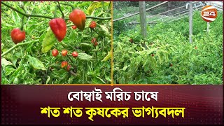 বোম্বাই মরিচ চাষে শত শত কৃষকের ভাগ্যবদল | Chili Cultivation | Patuakhali News | Channel 24