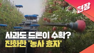[현장영상] 잘 익은 과일만 골라 따는 드론 등장…진화한 ‘농사 효자’ / KBS 2023.06.29.