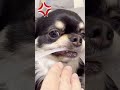 やだ！返さない！　ブラックタンチワワの麦 shorts chihuahua dog cutedogs funnydogs ＃唸る