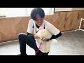 【犬しつけ】犬の呼び戻しの教え方。プロが教えるしつけ法 【ドッグトレーナー解説】