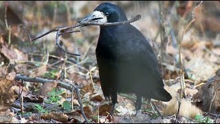 Грач (Corvus frugilegus) - Rook bird | Film Studio Aves