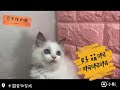 貓│藍眼睛愛撒嬌小布偶貓貓 cat 中圓寵物家族