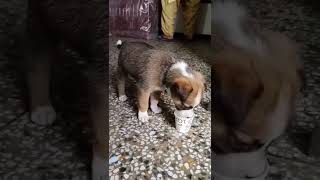 The funniest street dog puppy ever 😘🐕 | Street dog pluto