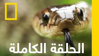 الغميضة | مروضو الأفاعي الأستراليون | ناشونال جيوغرافيك أبوظبي
