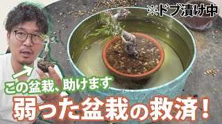 [Bonsai Rescue] How to rescue a weakened bonsai!