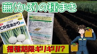 【かぶの種まき】露地野菜の種まきは今年最後になりそう。極早生なら間に合うか！？