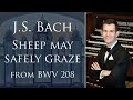 James Kennerley plays J.S. Bach's Sheep May Safely Graze