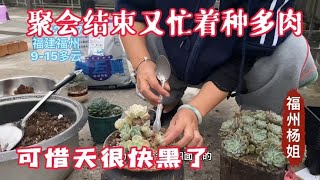 聚会结束又忙着种多肉翻盆多肉，不修根多肉长得慢，可惜天黑了！