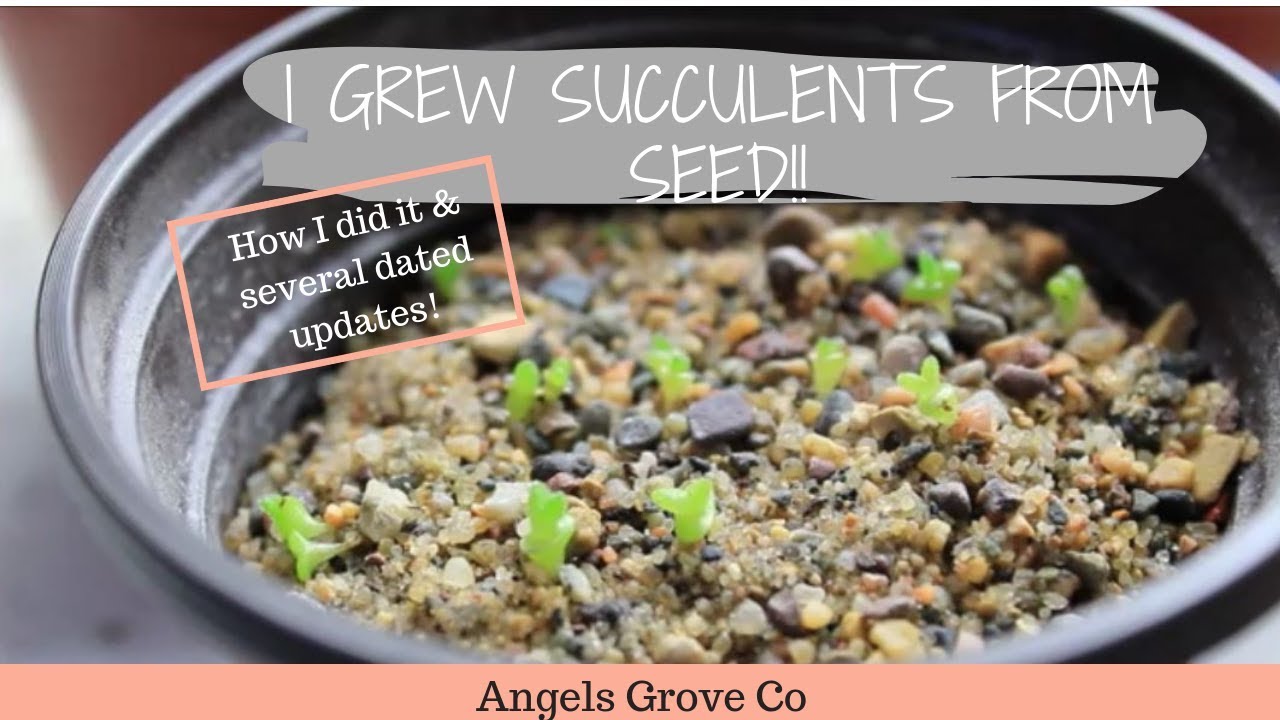 How To Grow Succulents From Seeds🌵 // Angels Grove Co - YouTube