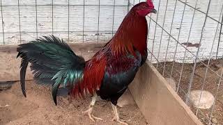 មានលក់មាន់ជល់ល្អៗ, Good look Ckiken Rooster Breeder