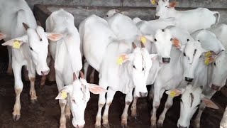 | खिल्लार पशू पैदास प्रक्षेत्र जुनोनी | खिल्लार गाय | महाराष्ट्र | khillar Cow |