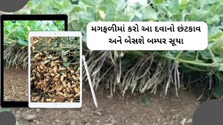 || મગફળીમા કરો આ દવાનો છંટકાવ અને બેસશે બમ્પર સૂયા|| મગફળીની ખેતી||