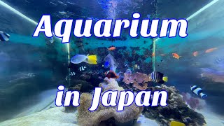 Aquarium in Japan🇯🇵 / 4K video