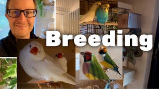 Breeding Update | Bird room tour | Finches | Softbills | Aviary Birds | S2:Ep1