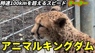 おうちで動物園 番外編　アニマルキングダム　チーター