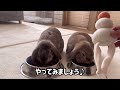 うさぎと一緒に迎えるお正月！みかんの大量投入に大興奮するお姉ちゃん 210