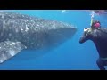 case haynie of golden nenue productions filming a whale shark outside kealakekua bay.