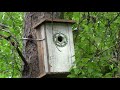 talitintti pöntöllä great tit at birdhouse