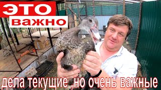 дела текущие ,но очень важные