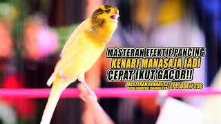#236 Masteran Suara Burung Kenari Gacor Panjang cuit cuit Ngerol untuk Pancingan Kenari! [S2]