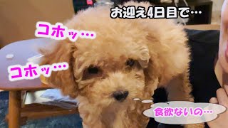 お迎え数日で咳と食欲不振…!?【トイプードル子犬」