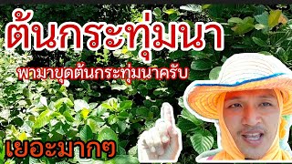 ต้นกระทุ่มนา|พามาหาขุดต้นกระทุ่มนาไว้เสียบยอดต้นกระท่อม@เกษตรน่ารู้-ส1ฐ