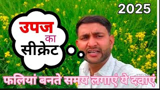 सरसों की उपज बढ़ाने का फॉर्मूला|Sarso ki upaj kese badhye|| एनपीके 05234 aur बोरोन se yeild badhaye