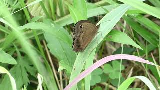 【一分動画】🦋虫シリーズ　ジャノメチョウ　蛇目蝶（タテハチョウ科）　　　　　　　　　　　　　　　＃日本の蝶＃ジャノメチョウ＃タテハチョウ科