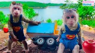 Dad helps baby monkey Obi harvest watermelons to make yogurt