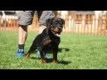 FIVE THINGS YOU SHOULD KNOW ABOUT ROTTWEILERS FIVE THINGS YOU SHOULD KNOW ABOUT ROTTWEILERS