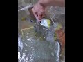 《寵物般的觀賞魚》😆大吃四方 fish funny 人字蝶 蝶魚 熱帶魚 養魚 魚缸