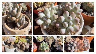 (Eng Sub) ลูกอม Moonstone succulents Chubby leaf succulents ไม้อวบน้ำ กุหลาบหิน มูนสโตน