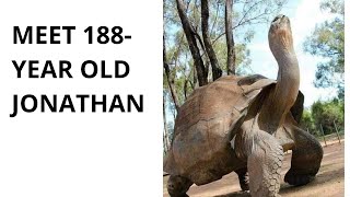Jonathan Age 188 years, The oldest tortoise, World’s oldest animal on land