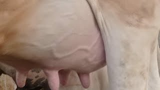 3 Time  milking par dey 30 litar milk production Denmark Dos 40128 by samruddhidairyfarm #dairyfarm