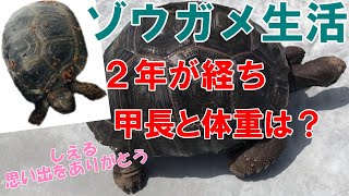 ゾウガメと生活３年目突入！お迎えから２年経った今までの映像と大きさや体重の変化は！？