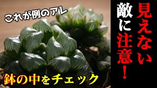 【知らなきゃ損！】ハオルチアの根に害虫発生・駆除方法を紹介【多肉植物の育て方】【人気観葉植物ハオルシア】