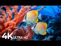 EXPLORING AQUARIUM 4K ULTRA HD 🐠 Amazing Clownfish Teamwork 🐠 Peaceful Relaxation Music - 4K Video