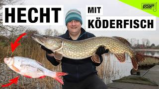 Hecht mit Köderfisch 🐟 | Hechtangeln im Winter vom Ufer am See | Grundmontage für Hechte