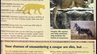 Cougars in Michigan