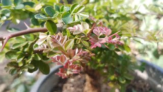 การเลี้ยงบอนไซ #มะสังBonsai farming #Masang tree