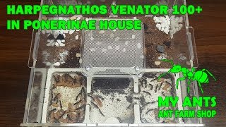 Ant Farm for Harpegnathos venator (ants 100+) (formicarium/nest for ants)