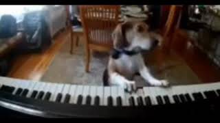 A dog playing the piano and singing ピアノを弾いて歌う犬 피아노를 연주하고 노래하는 개