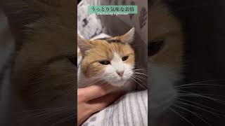 【三毛猫】私の上にちょこんと座るミケ