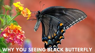 Why You Seeing Black Butterfly ||  Black Butterfly Meaning