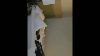 Kermit trying to sleep