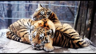 Tigers Big cats