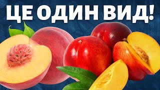 ПЕРСИКИ ПОХОДЯТЬ НЕ З ПЕРСІЇ. НЕКТАРИН - НЕ ГІБРИД. ЩО ТАКЕ ІНЖИРНИЙ ПЕРСИК ?